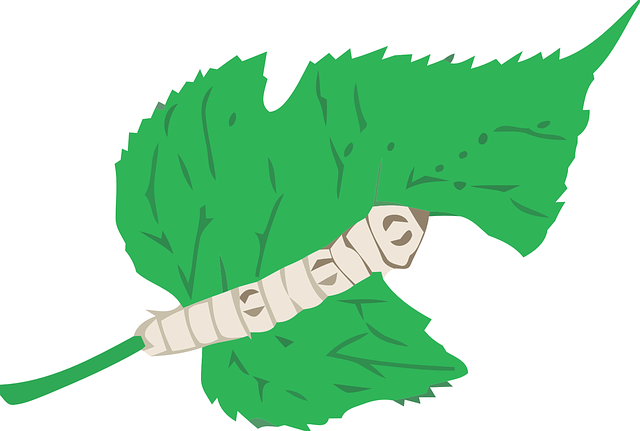 leaf-41641_640.png