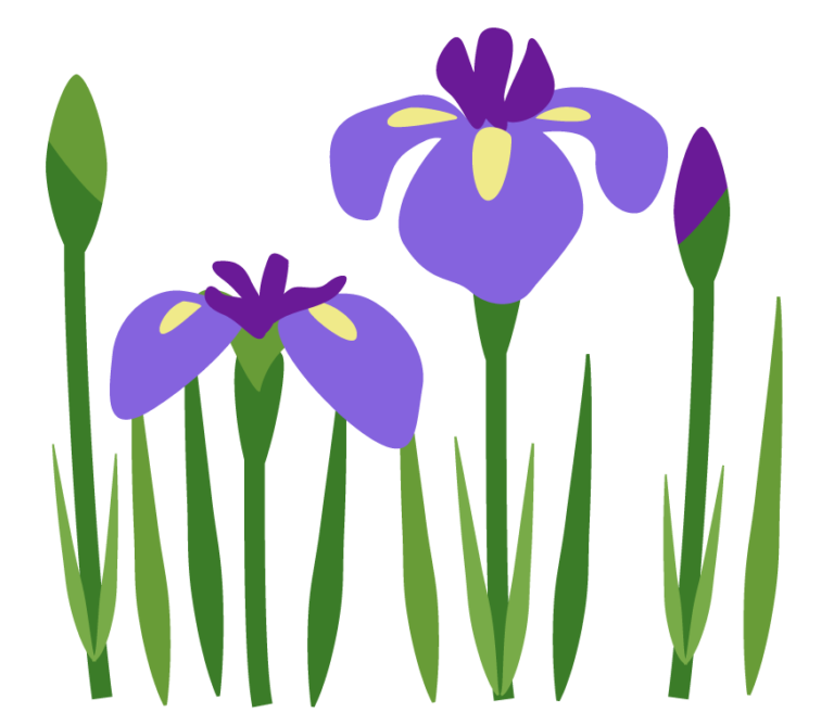 flower_shoubu_illust_41-768x668.png